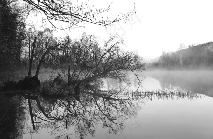 湖，薄雾，早晨，树，黑色和白色