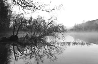 湖，薄雾，早晨，树，黑色和白色