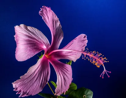 芙蓉花，开花，花，粉红色，棉花糖