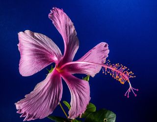 芙蓉花，开花，花，粉红色，棉花糖