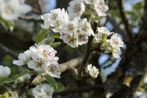 苹果,苹果树,苹果花,开花,白 苹果,苹果树,苹果花,开花,白