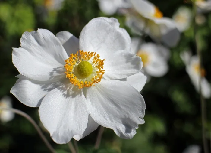 秋天的海葵，白，花，园林植物，盛开