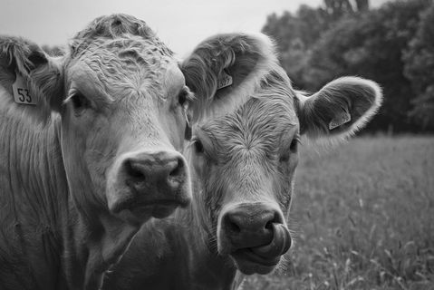 牛棚,奶牛,夏洛来牛,NBA,长角牛,黑与白牛