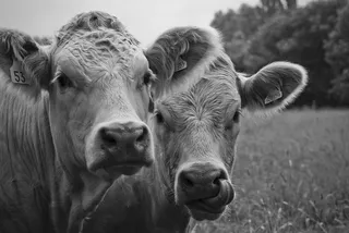 牛棚,奶牛,夏洛来牛,NBA,长角牛,黑与白牛