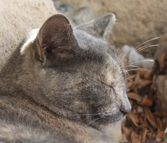猫，肖像，头，动物，关闭，优雅，猫脸