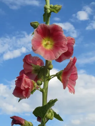 Alcea Rosea，常见的蜀葵，野花，植物区系