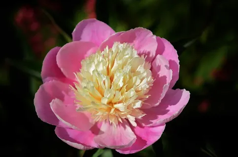 花,粉红色,花的,花园,盛开,自然,宏 花,粉红色,花的,花园,盛开,自然,宏