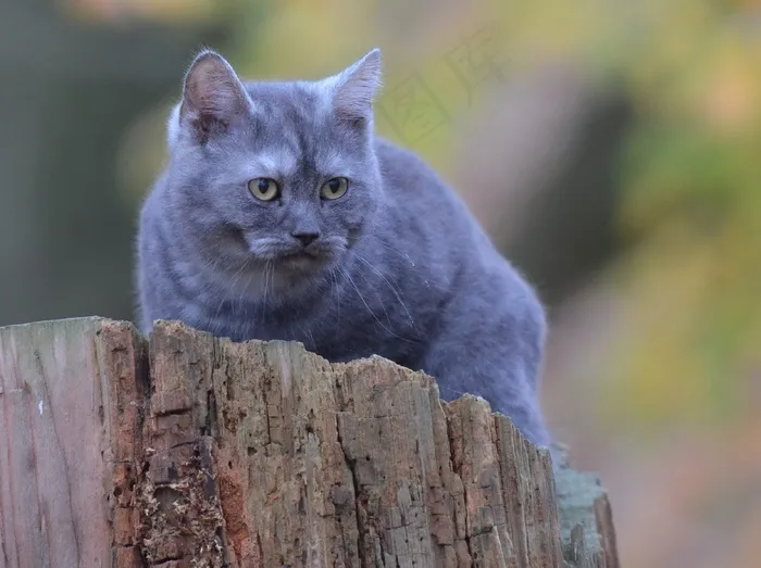 猫，树，年轻的猫，森林