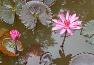 百合，睡莲，睡莲，花，性质，水
