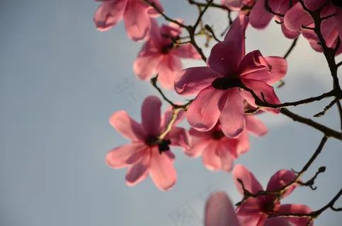 花,鲜花,蓝天,蓝色,粉红色,树,粉红色 花,鲜花,蓝天,蓝色,粉红色,树,粉红色