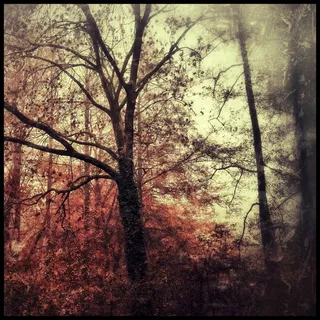 秋，叶子，树木，十月，性质，树，酿酒