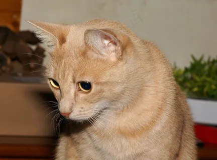 猫，猫的眼睛，头，毛皮，宠物，注意，厚脸皮