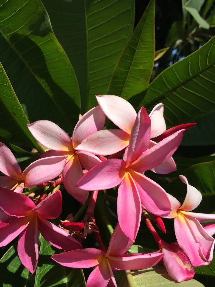 鸡蛋花，植物，花，盛开，花的