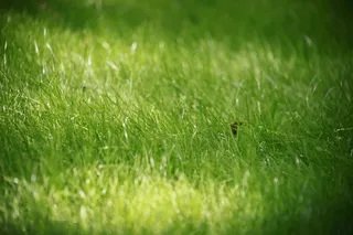 草，夏天，特写，绿草
