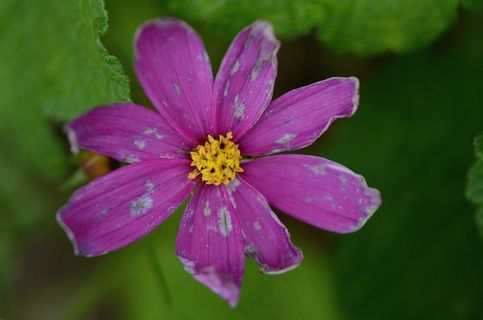 花,自然,花园,宏,详细信息,植物 花,自然,花园,宏,详细信息,植物