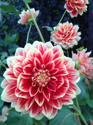 鲜花，花园，斑驳的，缅因州