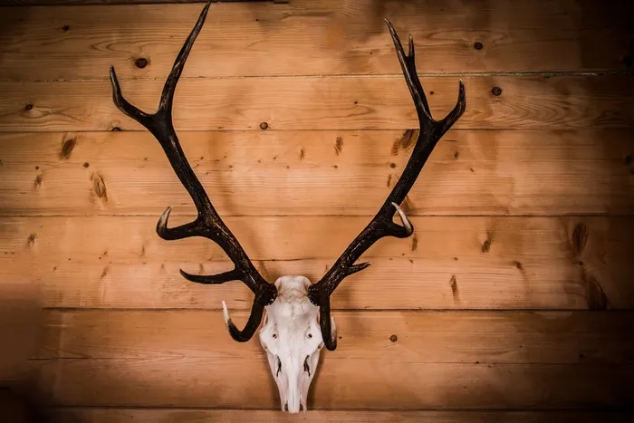 角，头骨，牡鹿，奖杯，鹿角，波兰，老