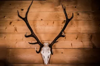 角，头骨，牡鹿，奖杯，鹿角，波兰，老