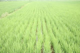 稻田，绿色，稻田，农田，户外，亚洲人