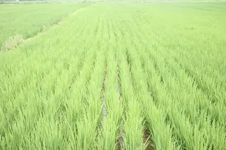 稻田，绿色，稻田，农田，户外，亚洲人