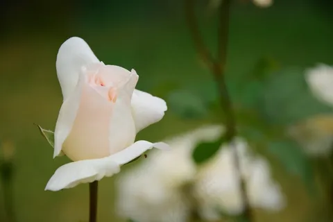 罗莎,花,模糊,鲜花,性质,粉红色,玫瑰 罗莎,花,模糊,鲜花,性质,粉红色,玫瑰