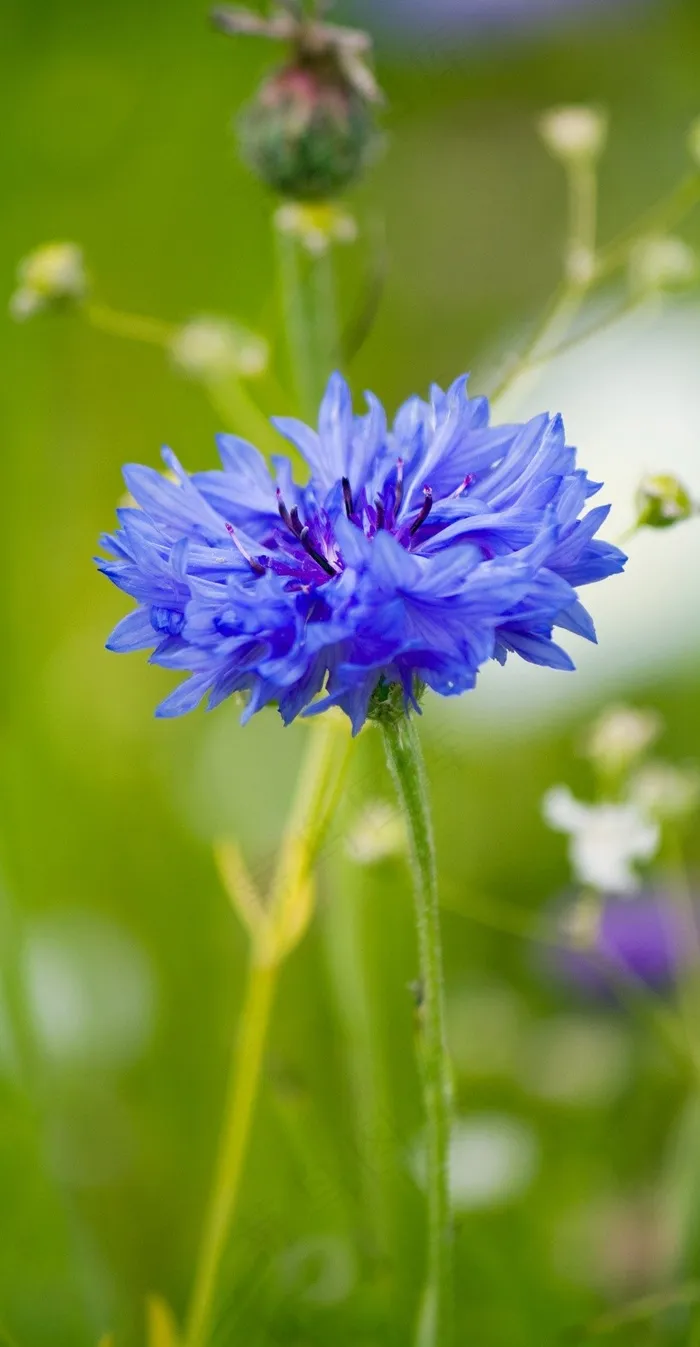 花，矢车菊，美丽，花的，自然，特写