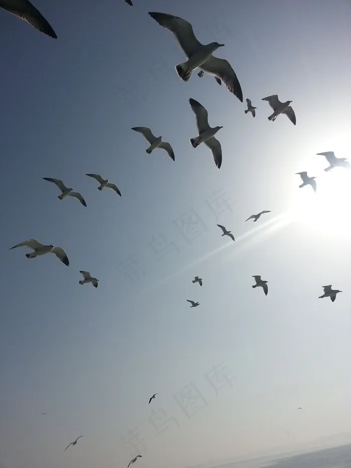 鸽子，海，天空