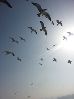 鸽子，海，天空