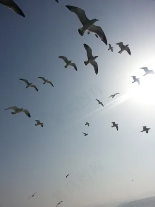 鸽子，海，天空