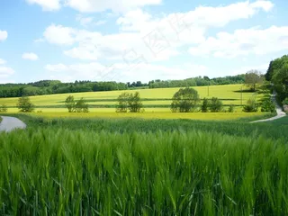 玉米田，小山，森林，自然，天空，云，谷物