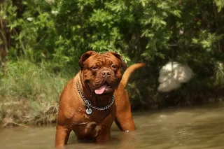 波尔多，藏ast，狗，动物，白色，德，藏ast