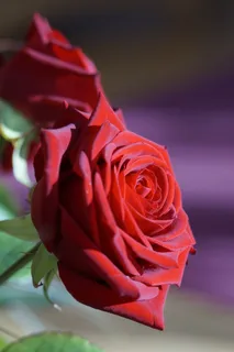 玫瑰,红色,红玫瑰,花,开花,玫瑰绽放 玫瑰,红色,红玫瑰,花,开花,玫瑰绽放