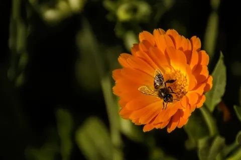 蜜蜂,花,春天,宏,性质,花粉,花蜜 蜜蜂,花,春天,宏,性质,花粉,花蜜