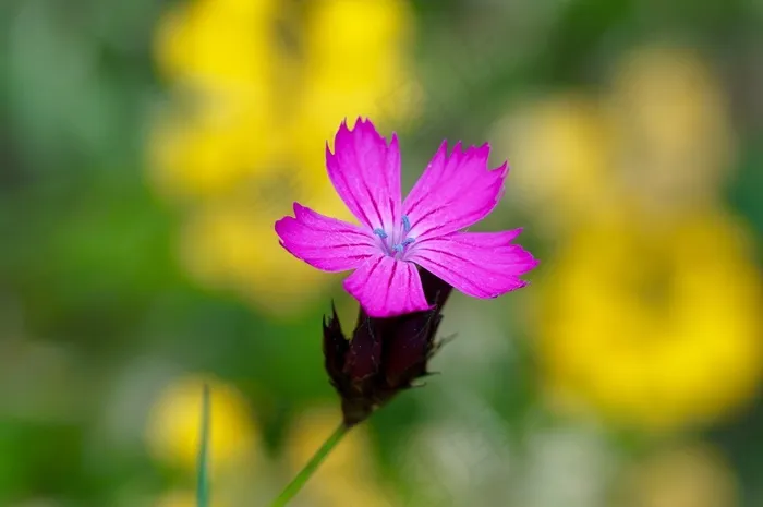 花，性质，开花，紫，紫色