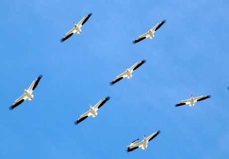 鸟类，动物，鹈鹕，家庭，飞行，编队