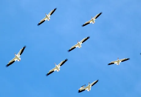 鸟类，动物，鹈鹕，家庭，飞行，编队