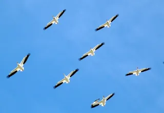 鸟类，动物，鹈鹕，家庭，飞行，编队