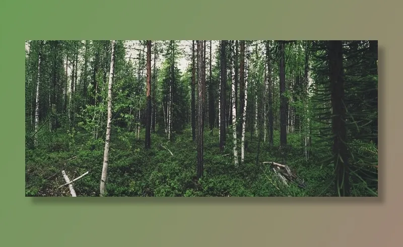 大自然，植物，树木，森林，木材，植被，绿色