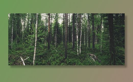 大自然，植物，树木，森林，木材，植被，绿色