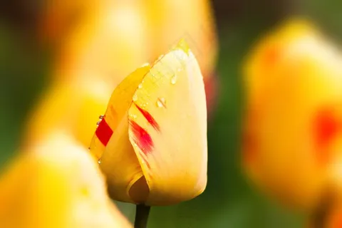 郁金香,百合,大自然,鲜花,Schnittblume,开花 郁金香,百合,大自然,鲜花,Schnittblume,开花