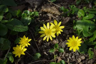 白屈菜，花，开花，黄色
