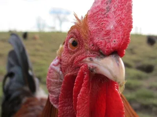 鸡，农场，公鸡，家禽，母鸡，鸟，动物