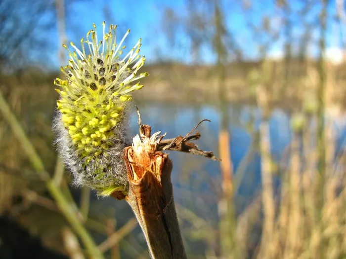池塘，春天，植物，植被，枝杈，开花