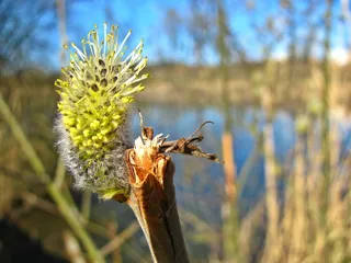 池塘，春天，植物，植被，枝杈，开花