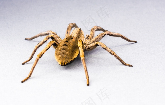 蜘蛛，蜘蛛，昆虫，关闭