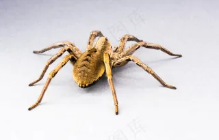 蜘蛛，蜘蛛，昆虫，关闭