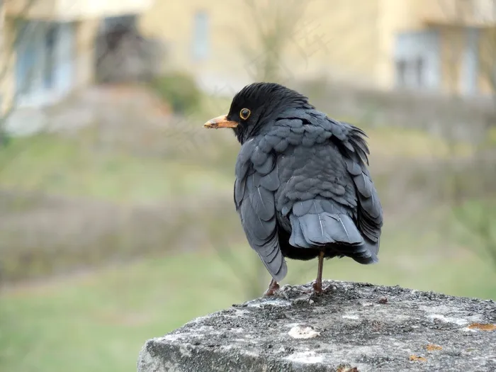 黑鸟，鸣鸟，鸟，比尔，全身羽毛，羽毛
