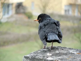 黑鸟，鸣鸟，鸟，比尔，全身羽毛，羽毛