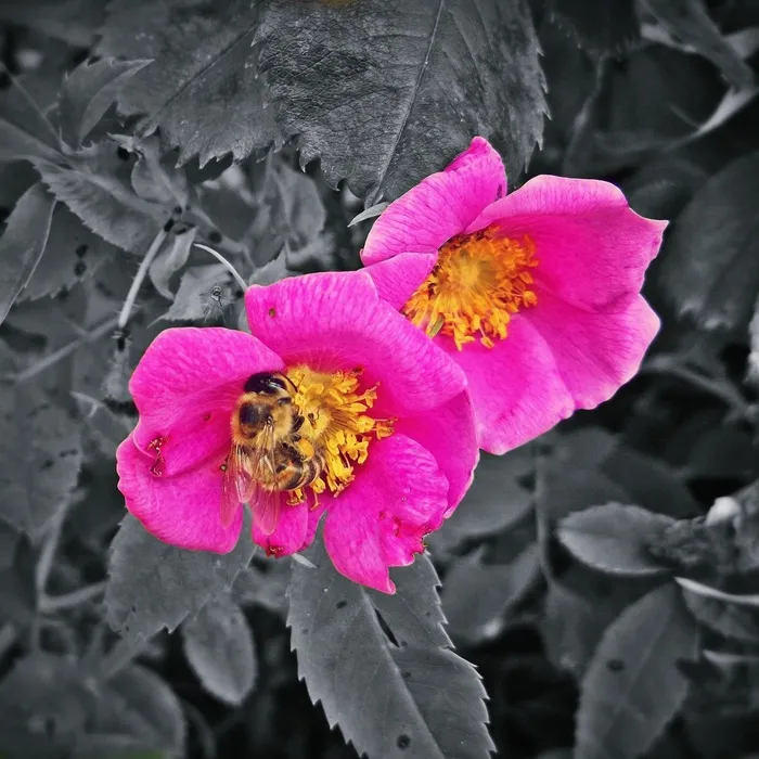 Farbenspiel，花，开花，盛开，粉红色，植物