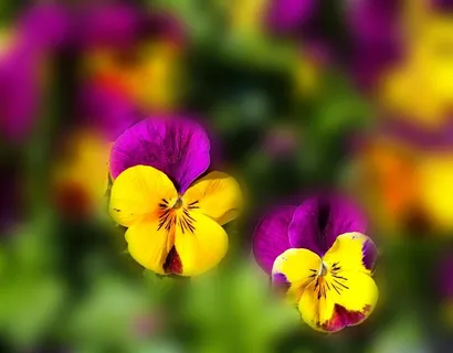 鲜花，堇，春，颜色，黄色